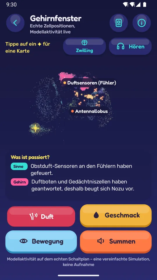 Das Gehirnfenster: Neuronen leuchten auf, während Nozu riecht