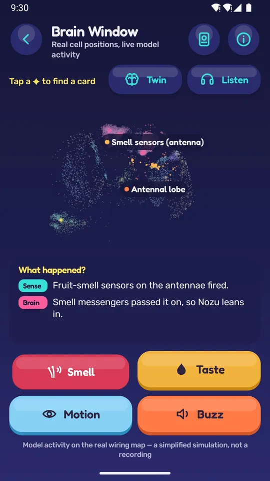 The Brain Window: neurons lighting up while Nozu smells