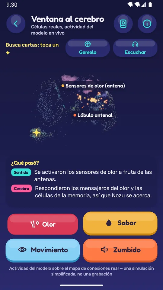 La Ventana al cerebro: neuronas que se iluminan mientras Nozu huele