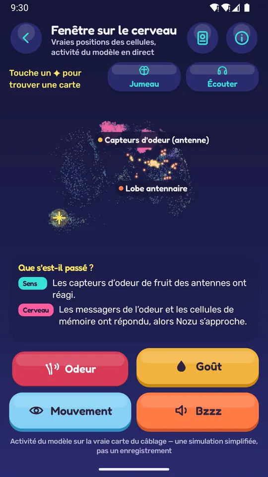 La Fenêtre sur le cerveau : des neurones s’allument pendant que Nozu sent une odeur