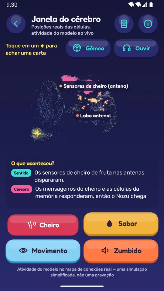 A Janela do cérebro: neurônios se acendendo enquanto o Nozu sente um cheiro